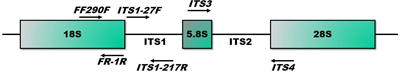 Porcine fungal mock community analyses: Implications for mycobiome investigations